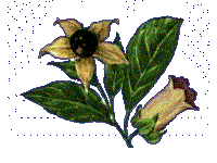 Belladonna flower